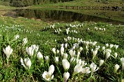 14 Crocus alla prima pozza